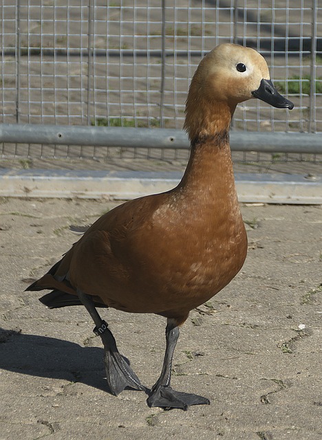 各大俱乐部